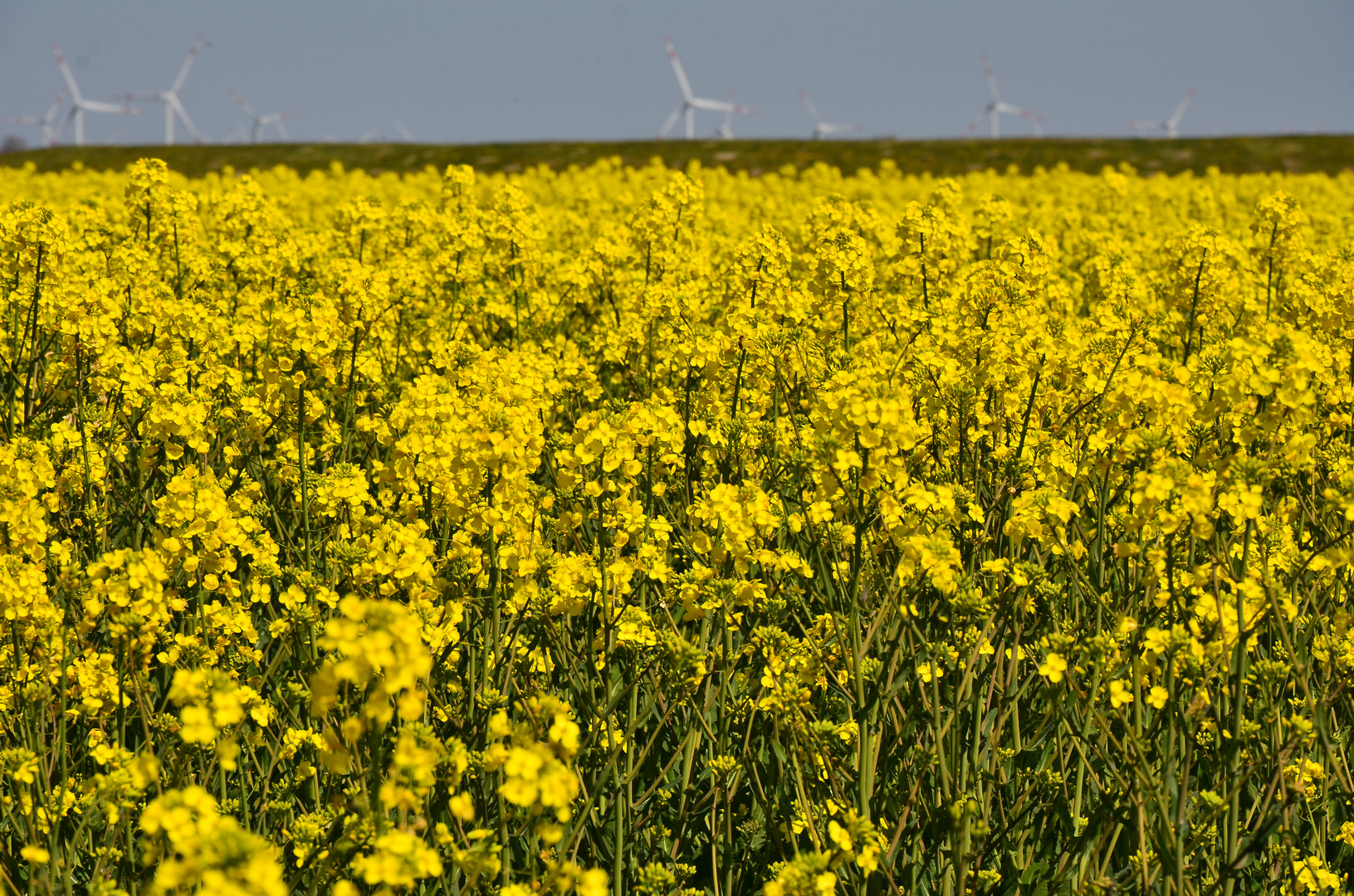 Rapsfeld an der Nordsee