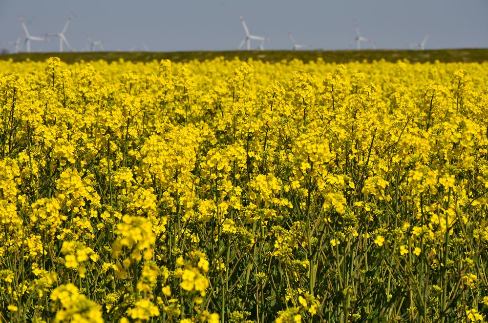 Rapsfeld an der Nordsee