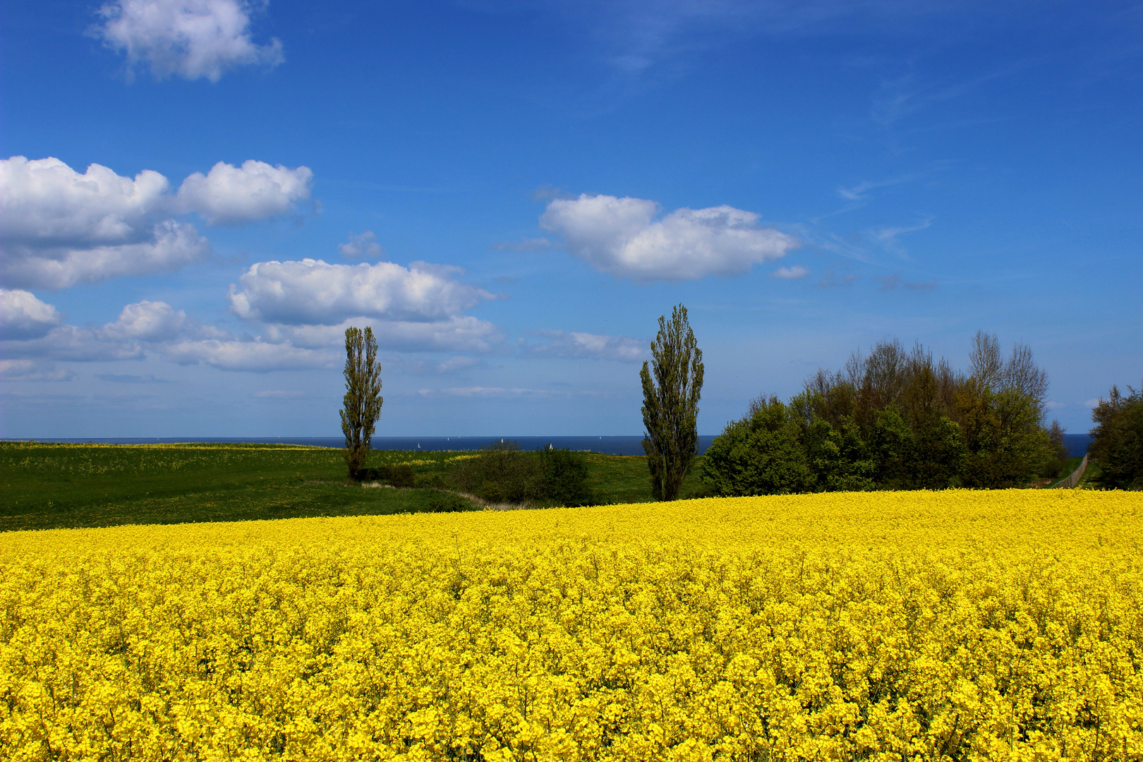 Rapsfeld an der Ostsee