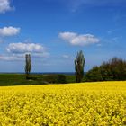 Rapsfeld an der Ostsee