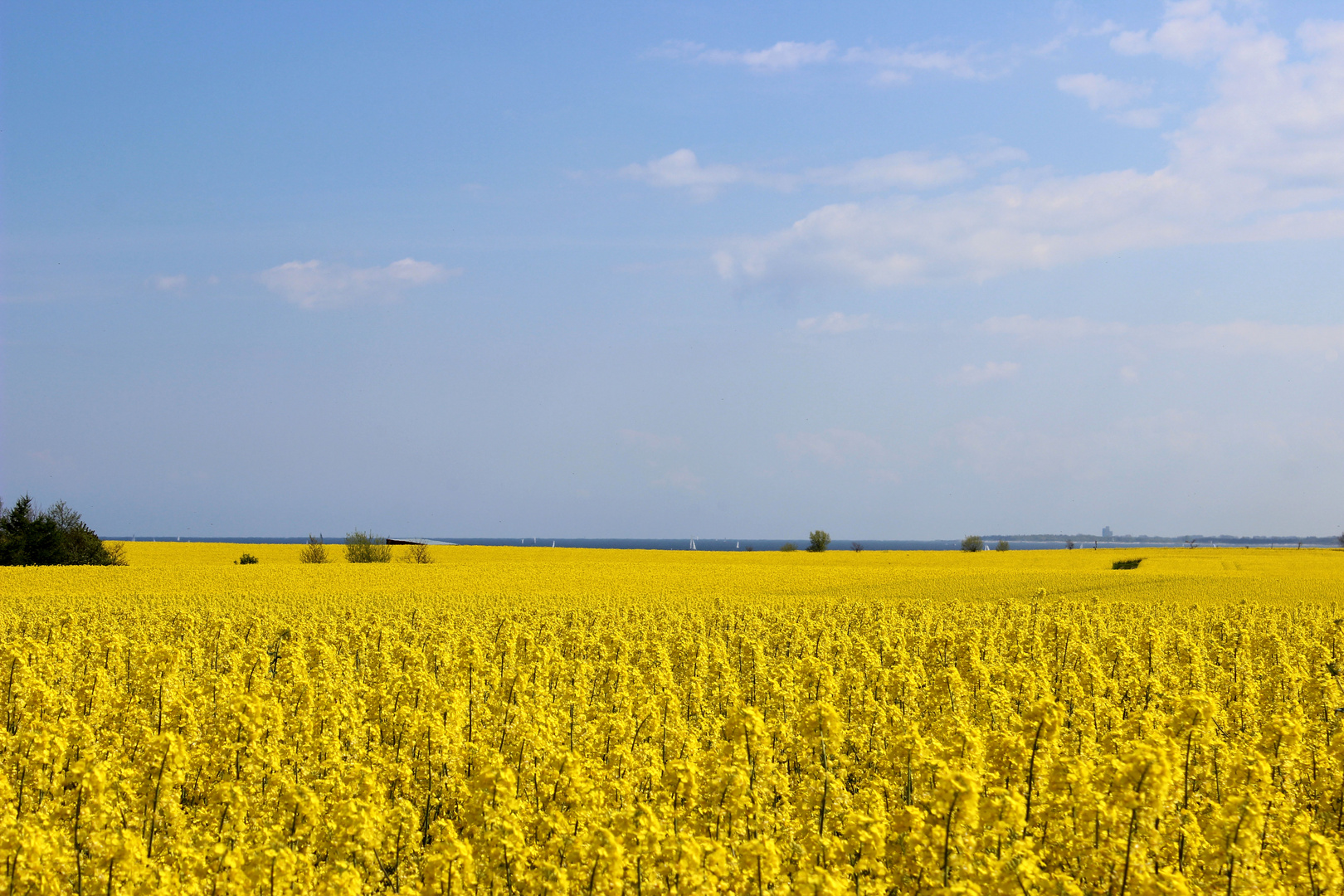 Rapsfeld an der Ostsee - Bülk