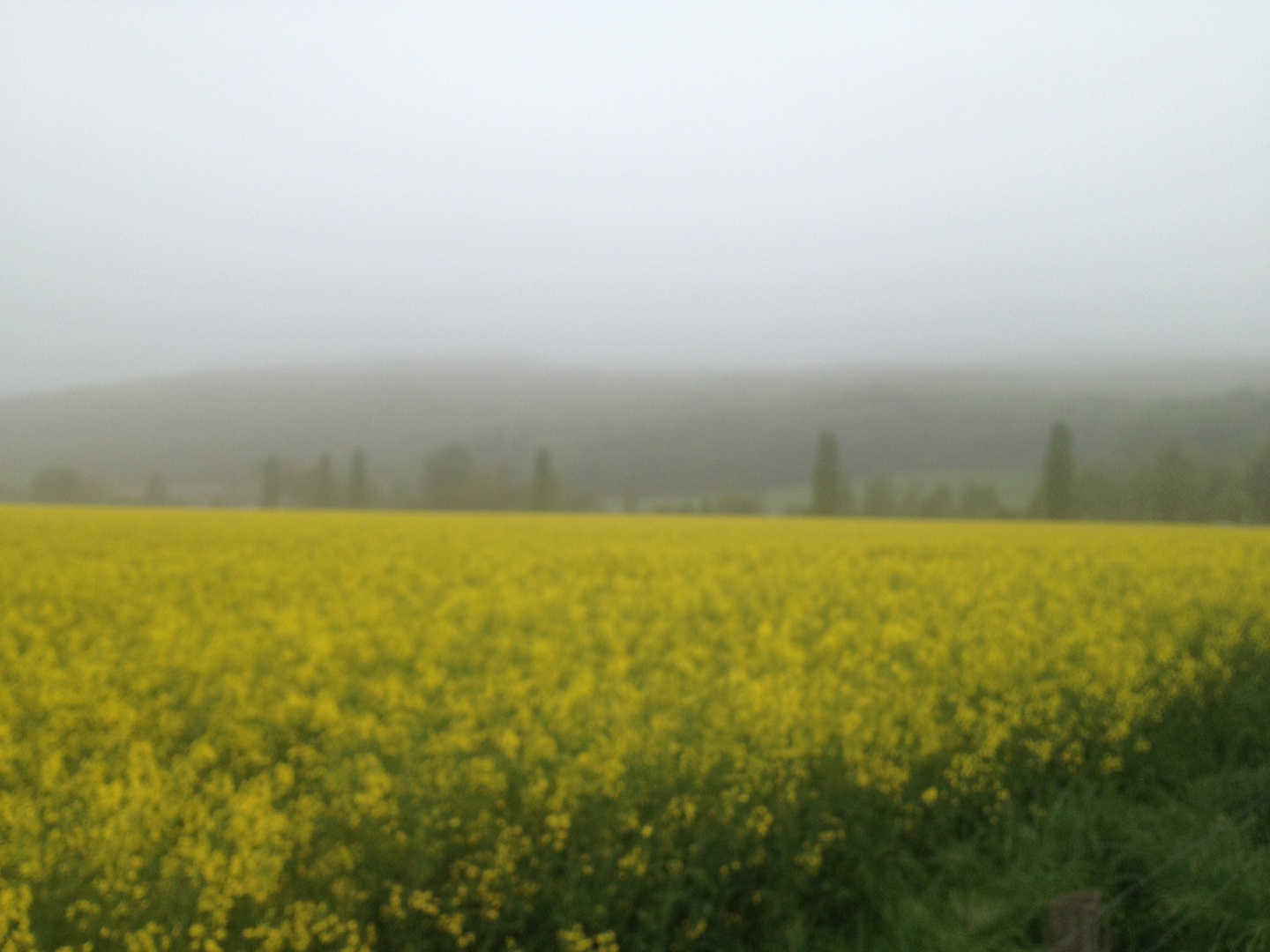 Rapsfeld an der Ruhr