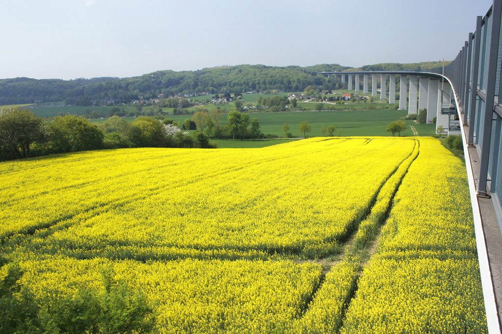 Rapsfeld an der Ruhrtalbrücke Mülheim/Ruhr