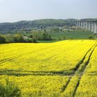 Rapsfeld an der Ruhrtalbrücke Mülheim/Ruhr