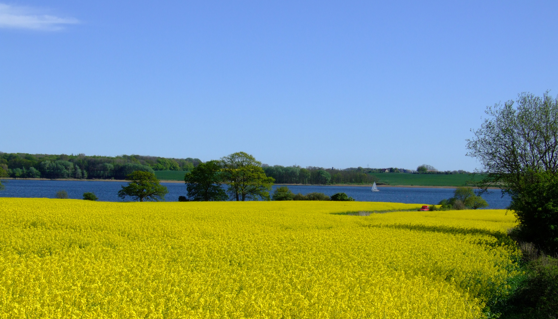 Rapsfeld an der Schlei