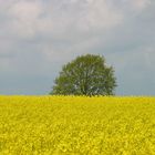 Rapsfeld an der Schlei in Schleswig-Holstein