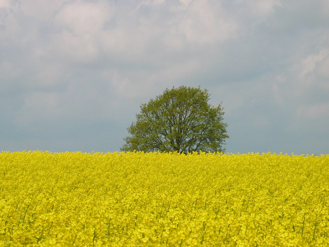 Rapsfeld an der Schlei in Schleswig-Holstein