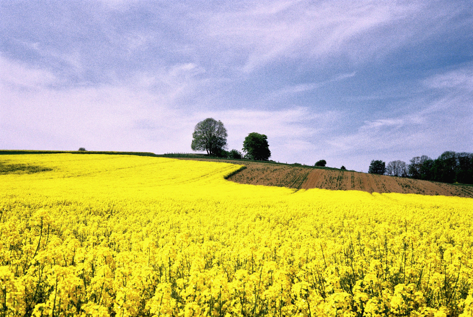 Rapsfeld an der Straße