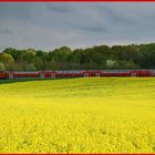 Rapsfeld an der Vohwinkeler Straße