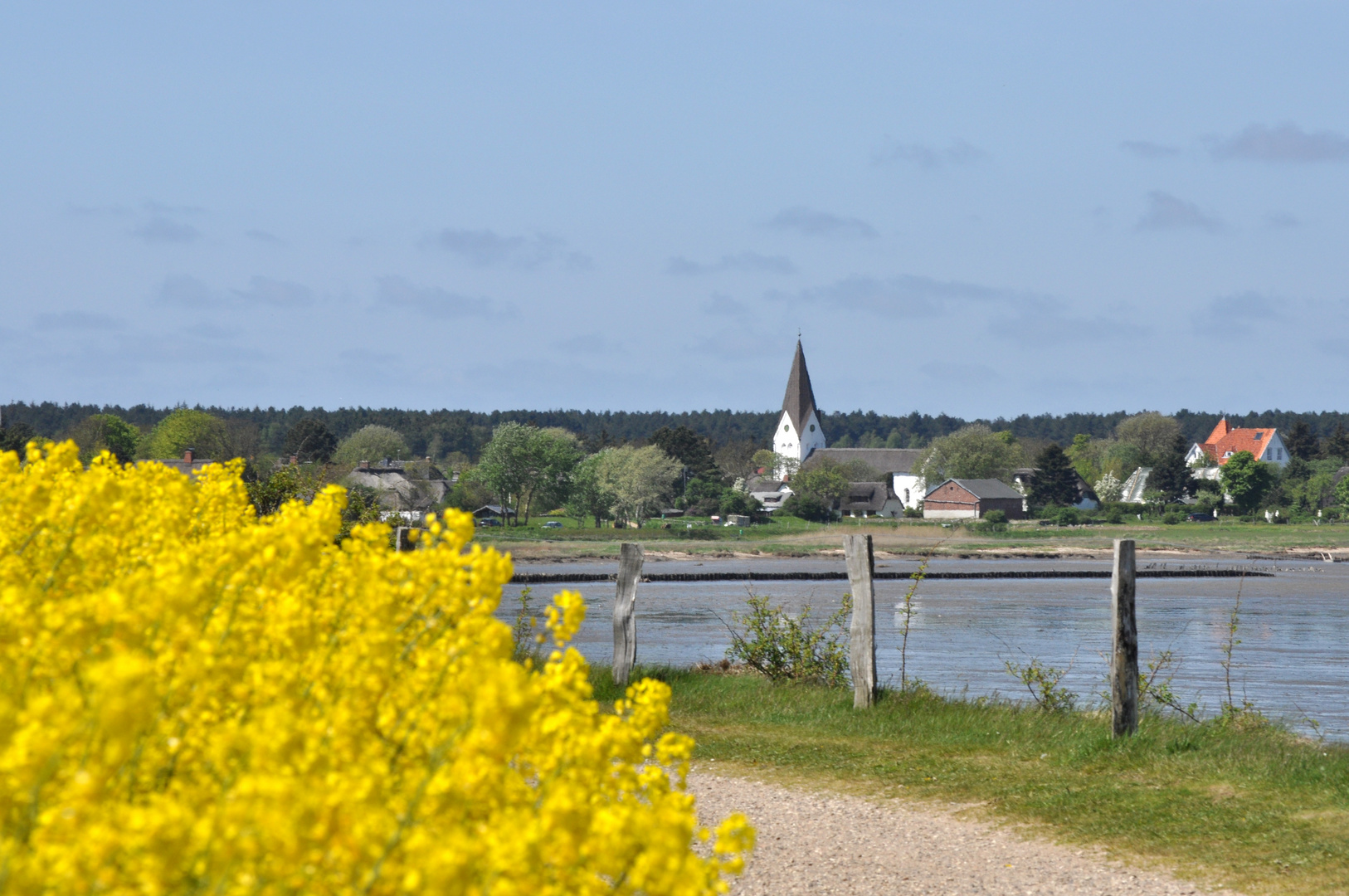 Rapsfeld auf Amrum