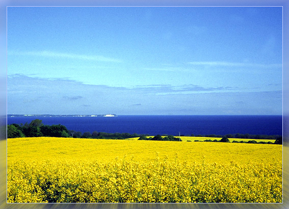 Rapsfeld auf dem Weg nach Rügen