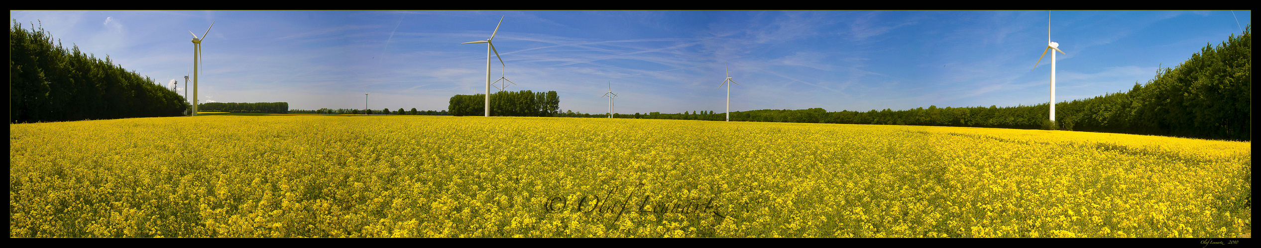 Rapsfeld auf der Vollrather Höhe (Originalbreite 135 cm)