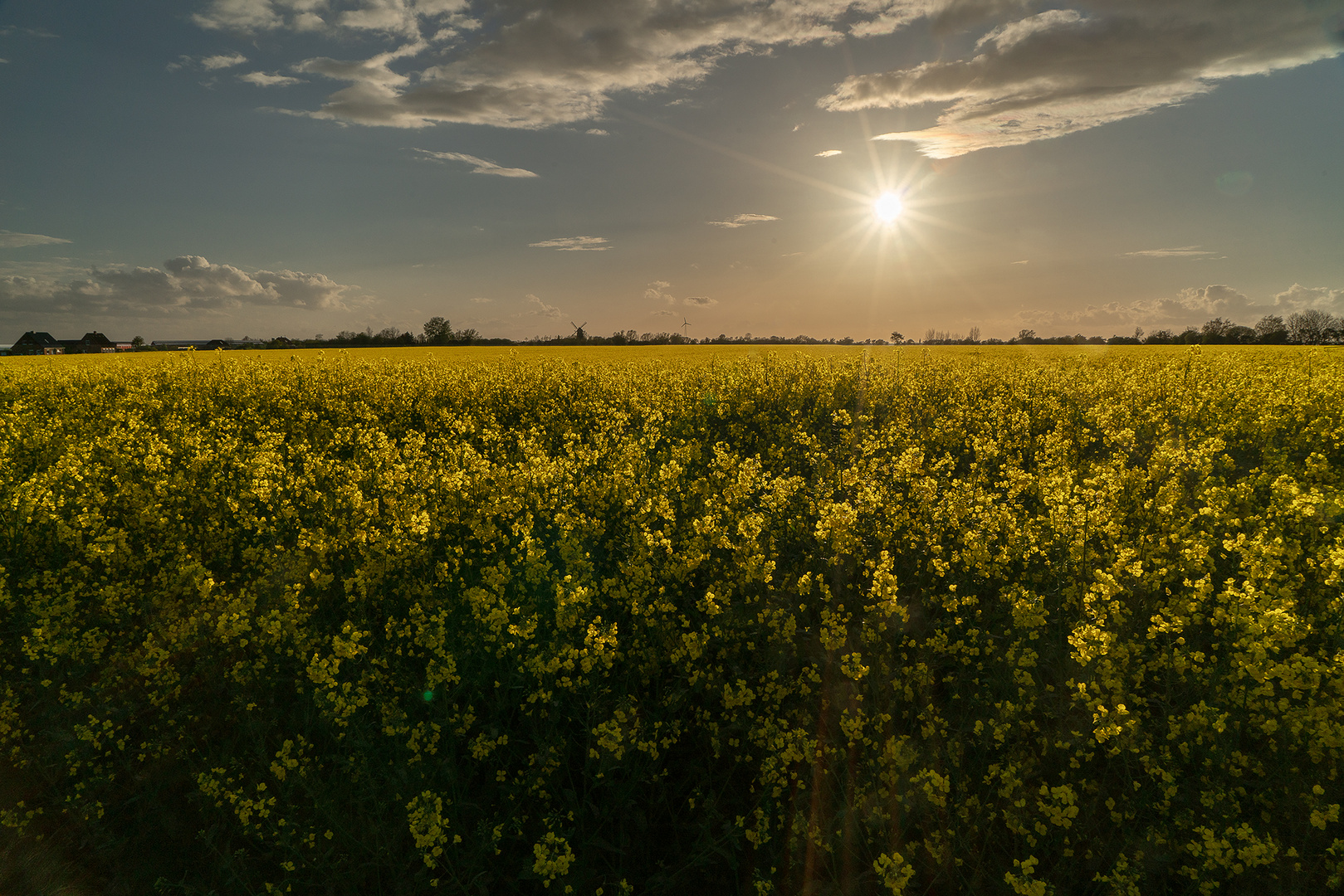 Rapsfeld auf Fehmarn