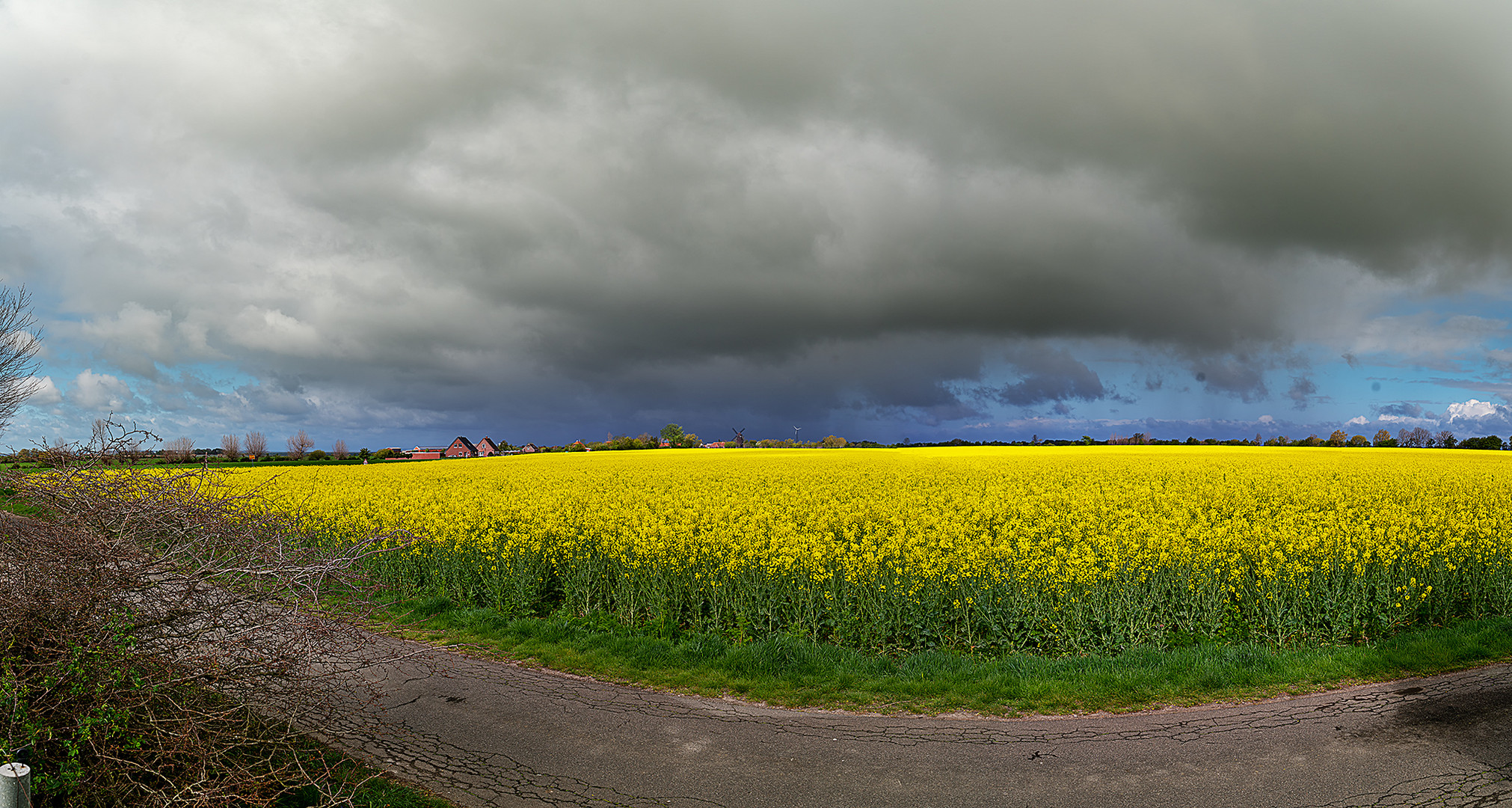 Rapsfeld auf Fehmarn