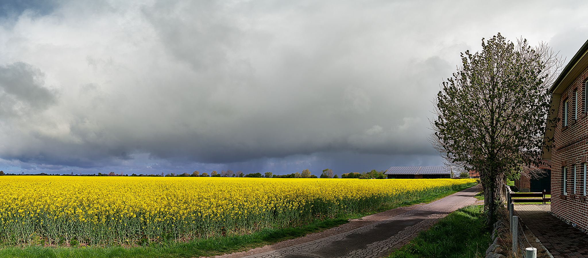 Rapsfeld auf Fehmarn