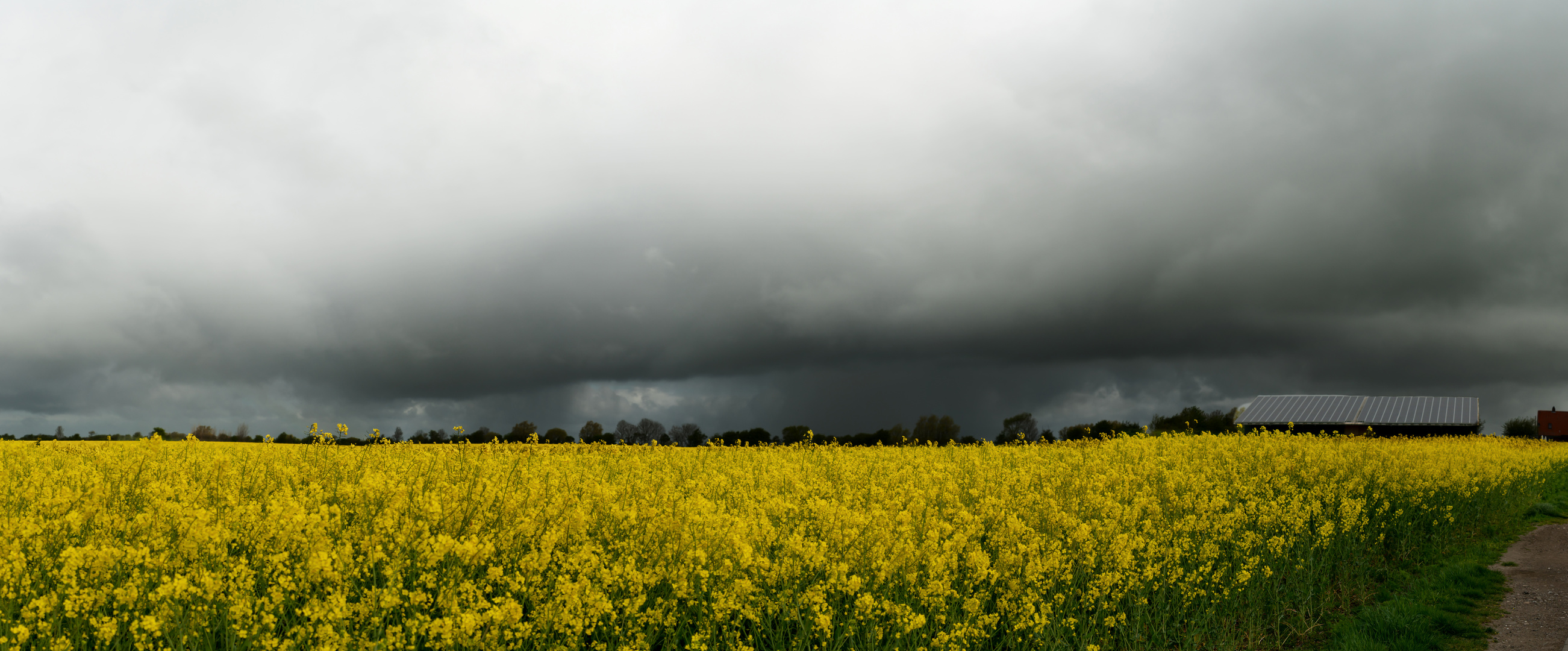 Rapsfeld auf Fehmarn