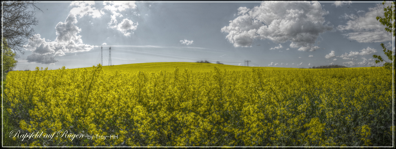 Rapsfeld auf Rügen