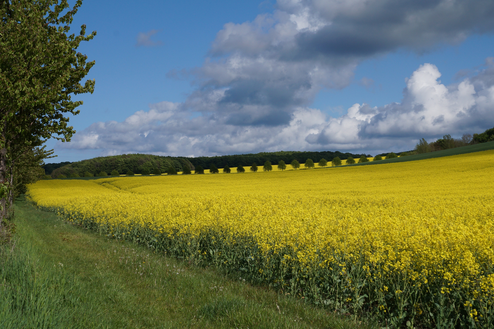 Rapsfeld auf Ru?gen - 