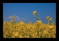 Rapsfeld aus der Hocke :-))