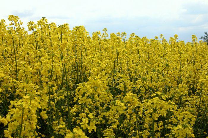 Rapsfeld aus einer anderen Sicht.