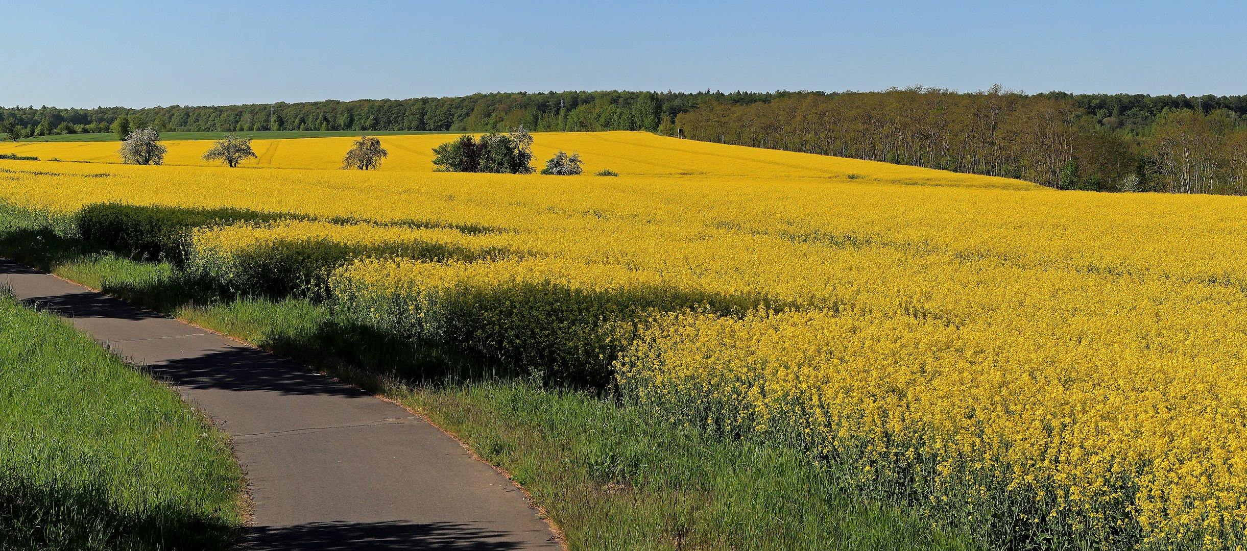 Rapsfeld  - Ausschnitt unten - 