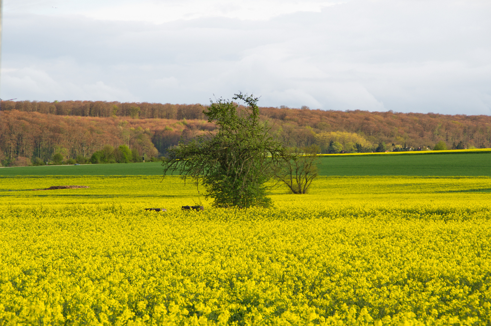 Rapsfeld