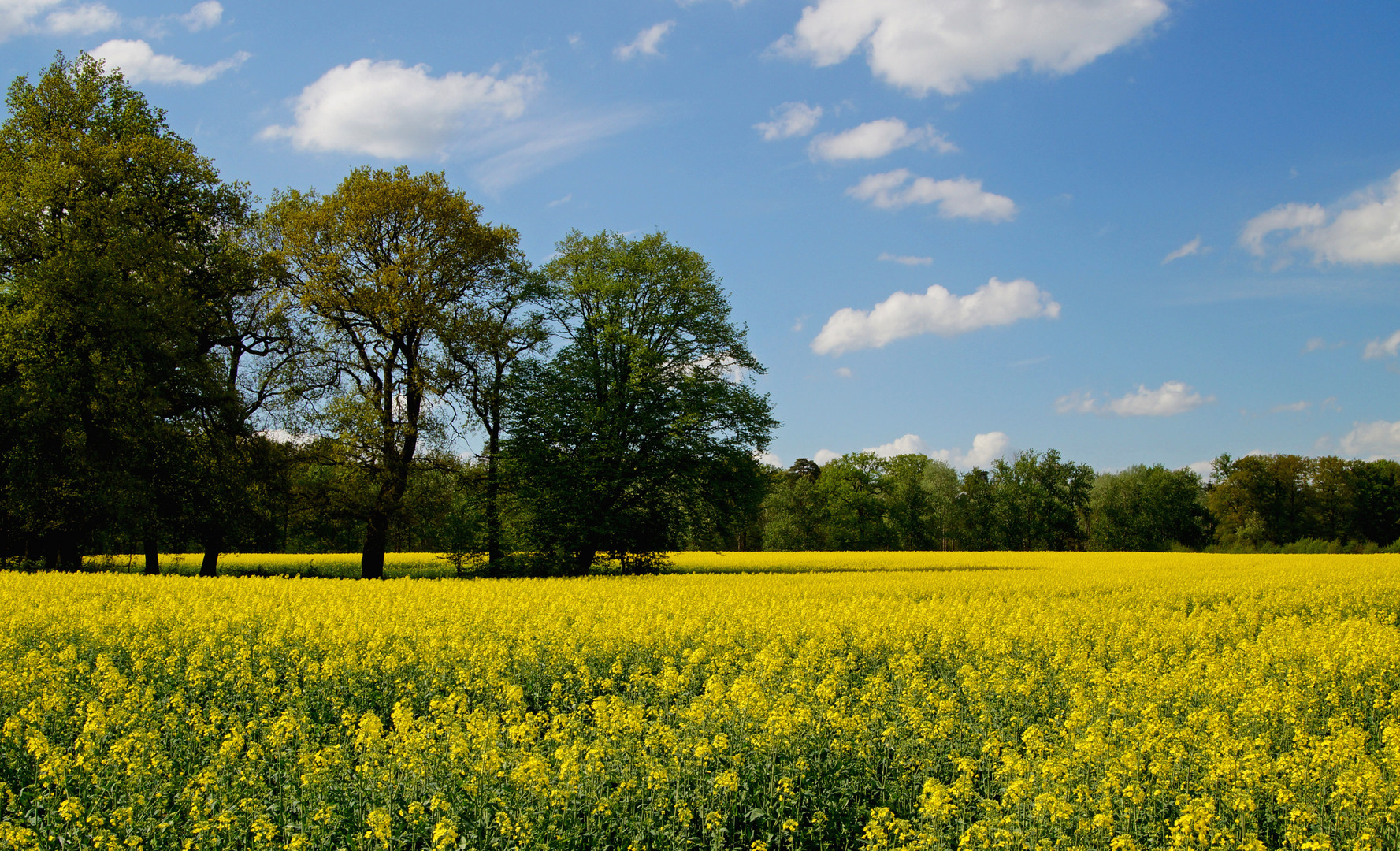 Rapsfeld.