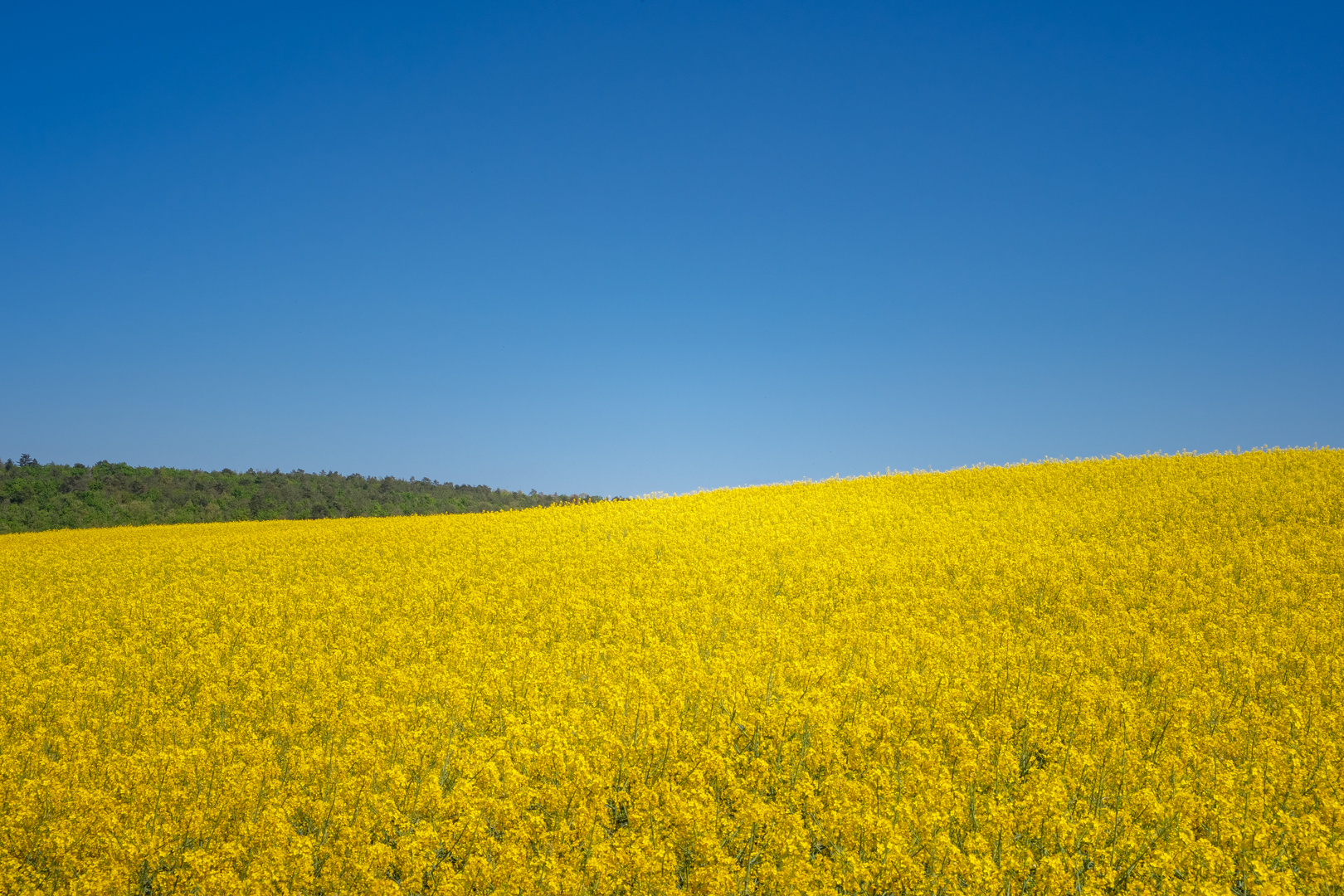 Rapsfeld