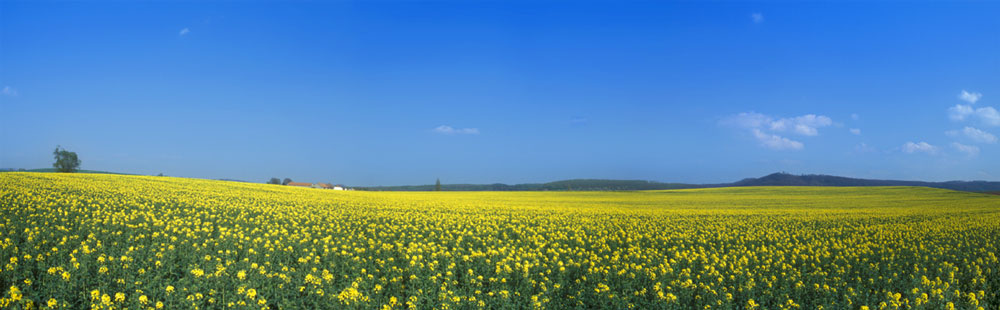 Rapsfeld, Ballenhausen bei Göttingen