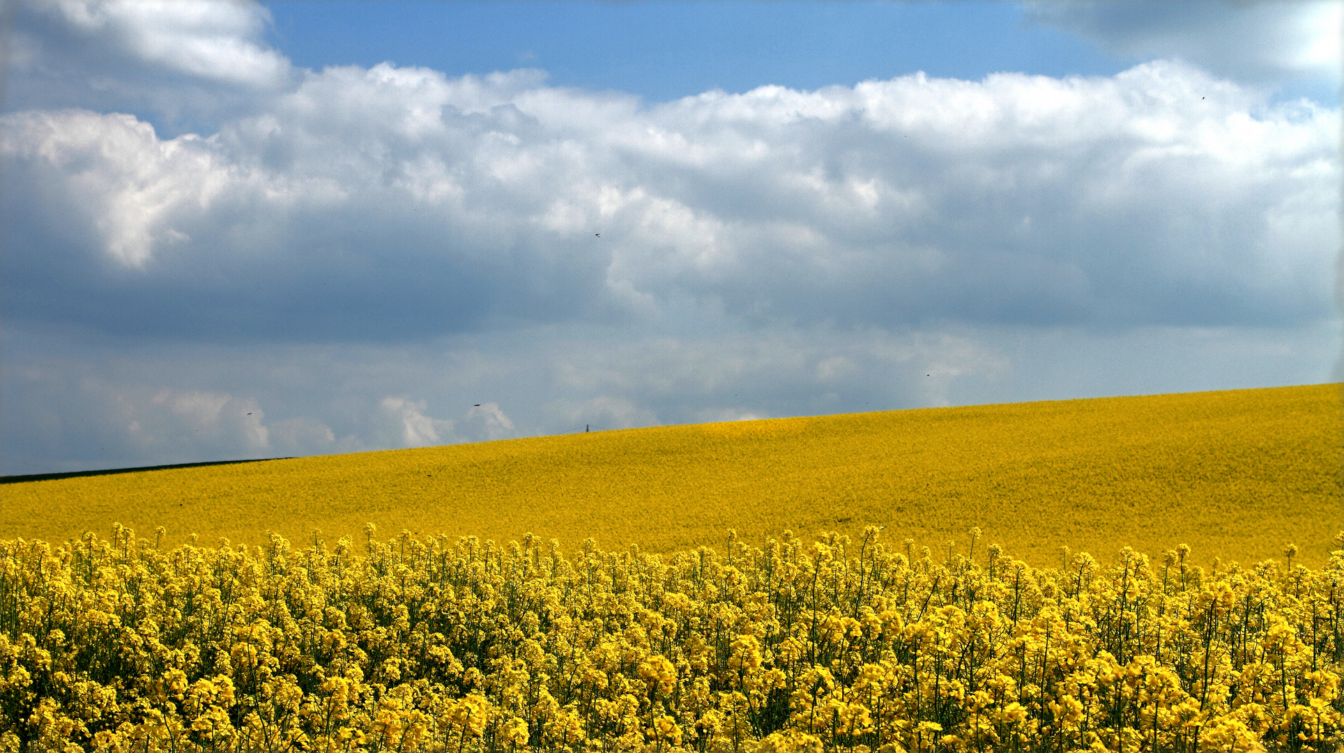 Rapsfeld bei Bad Bergzabern