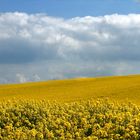 Rapsfeld bei Bad Bergzabern