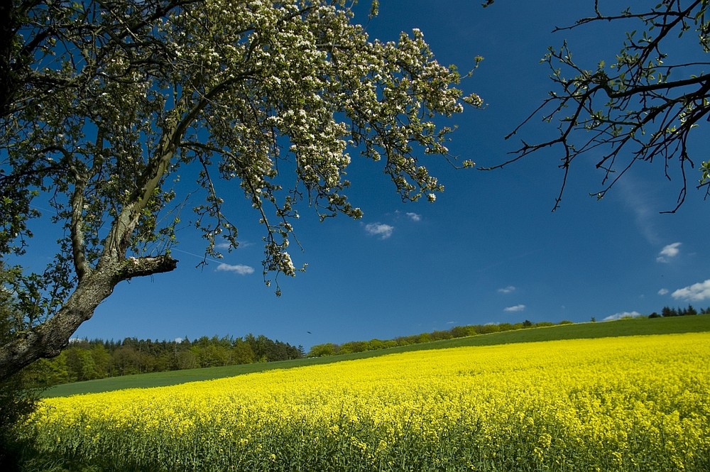 Rapsfeld bei Bad Camberg