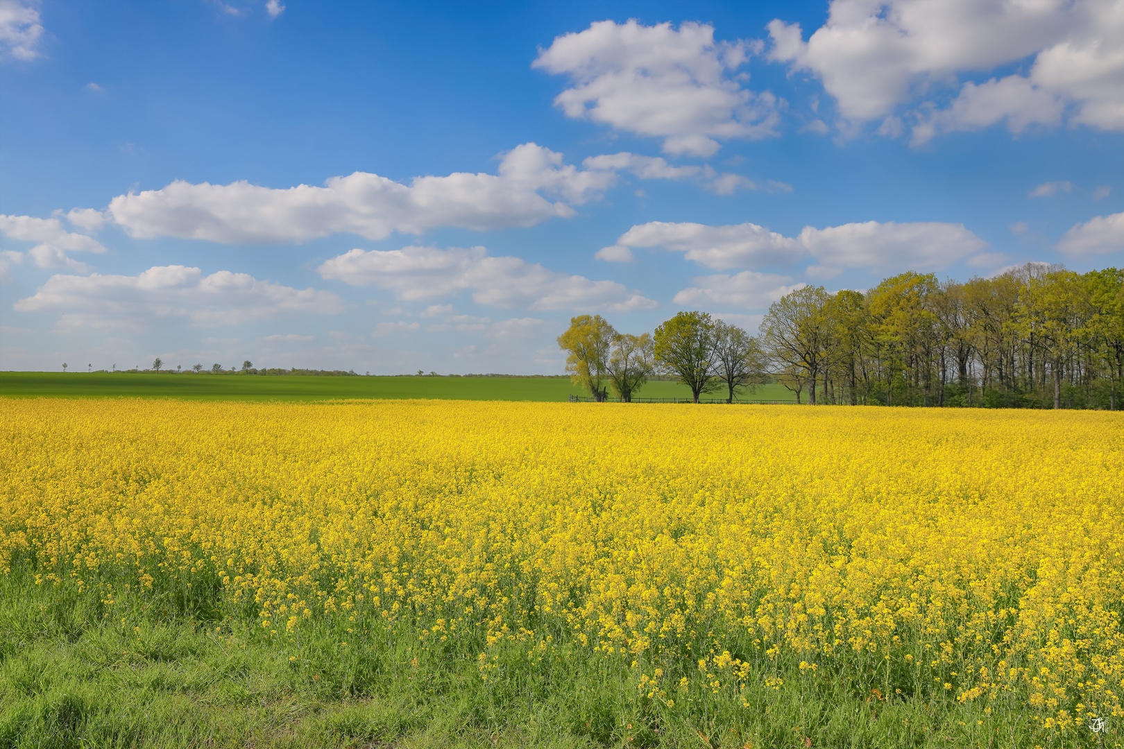 Rapsfeld bei Braunschweig