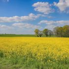 Rapsfeld bei Braunschweig