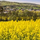 Rapsfeld - bei Bückeburg