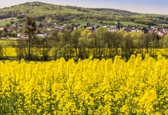 Rapsfeld - bei Bückeburg