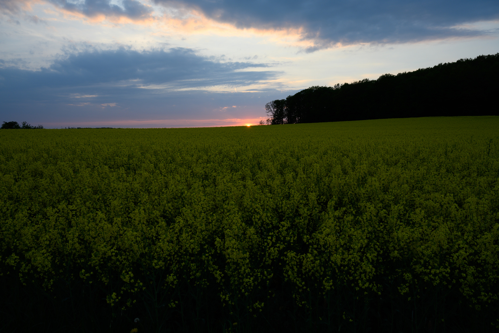 Rapsfeld bei Dämmerung