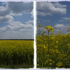 Rapsfeld bei Dobritz in Sachsen Anhalt