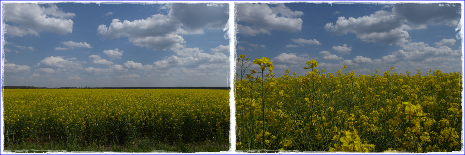 Rapsfeld bei Dobritz in Sachsen Anhalt