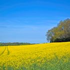 Rapsfeld bei Fleestedt