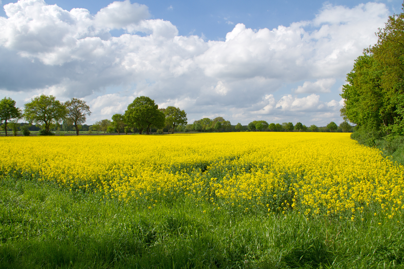 Rapsfeld bei Großoldendorf