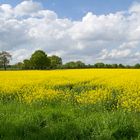 Rapsfeld bei Großoldendorf