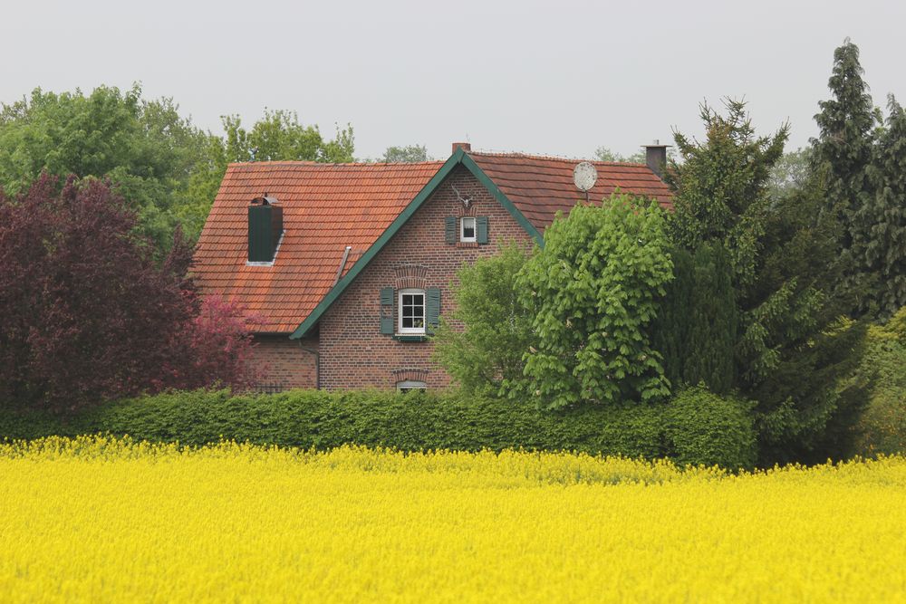 Rapsfeld bei Hankenberge