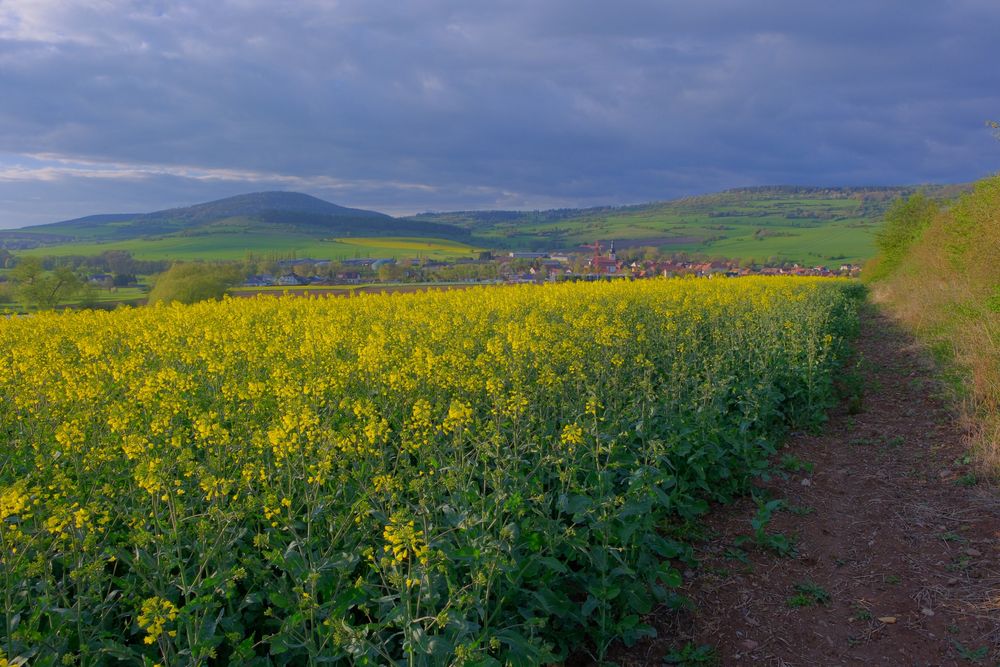 Rapsfeld bei Helmershausen