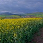 Rapsfeld bei Helmershausen