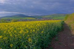 Rapsfeld bei Helmershausen