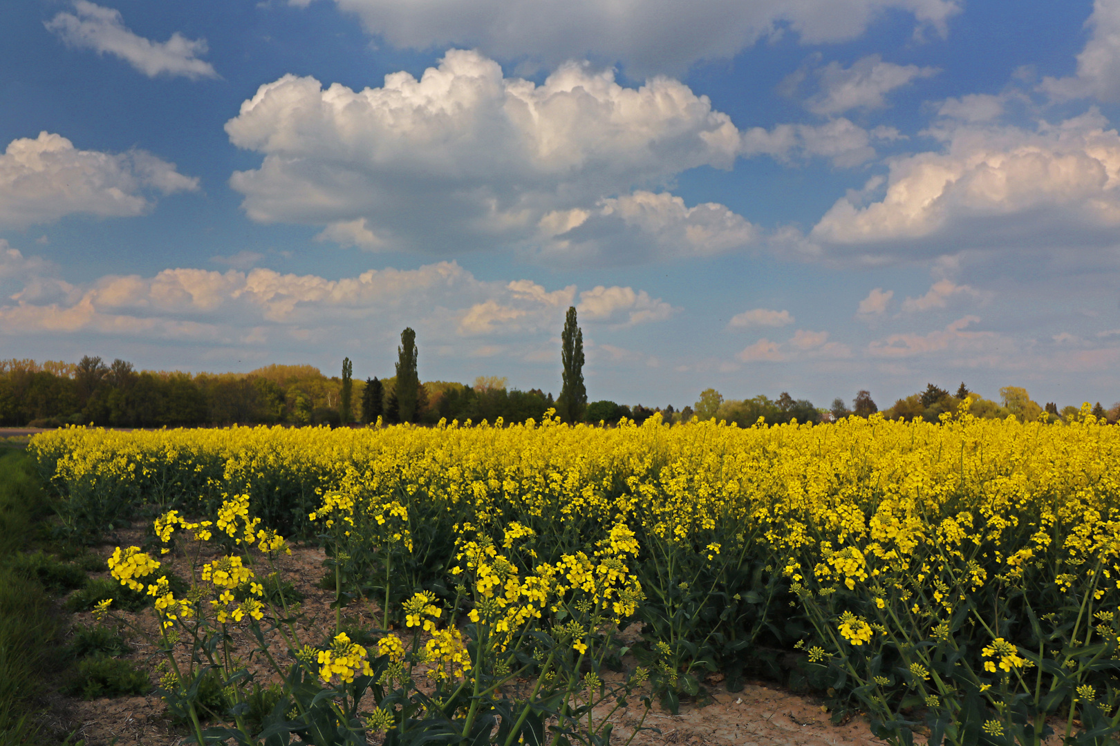 Rapsfeld bei Lamme