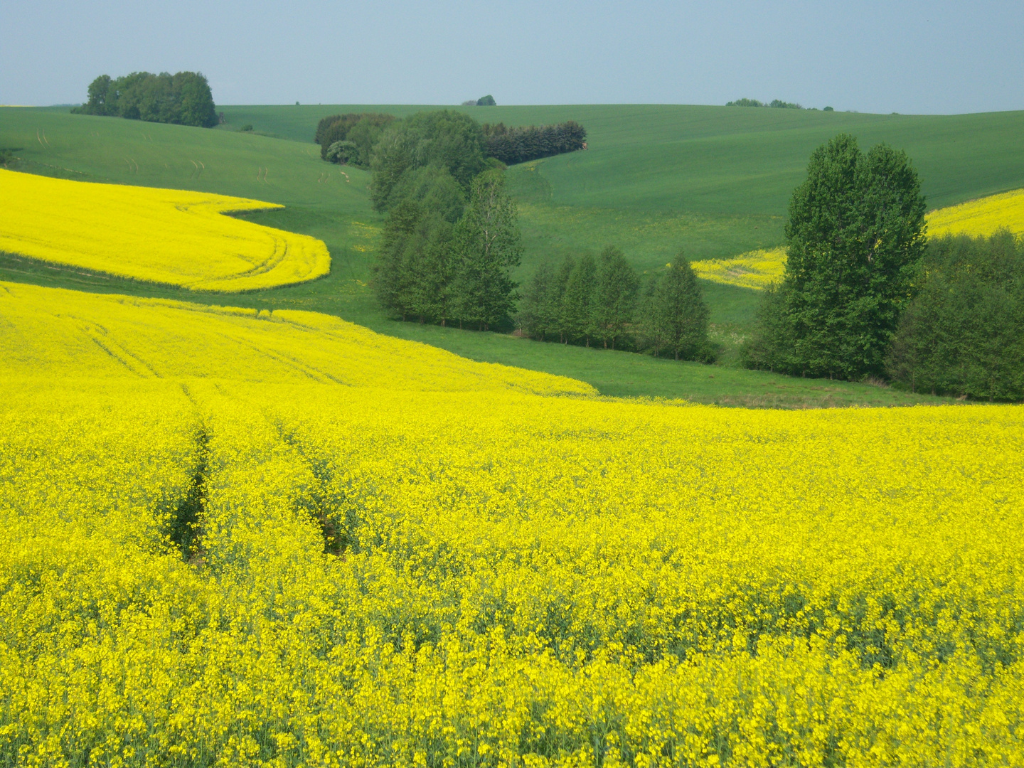 Rapsfeld bei Limmritz