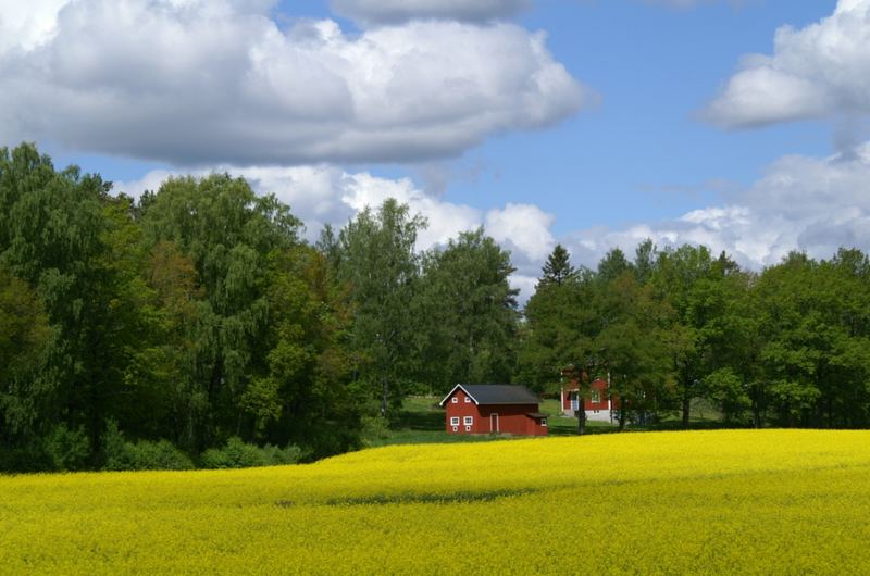 Rapsfeld bei Linköping