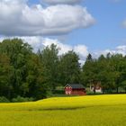 Rapsfeld bei Linköping